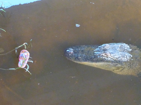 Shoe in the water next to gator 