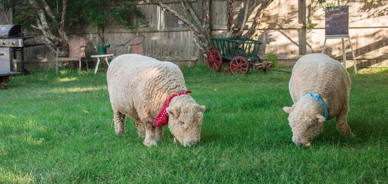 Saturday Farm, Baa Boys