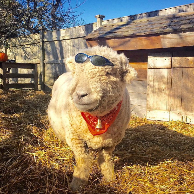 Saturday Farm, Instagram