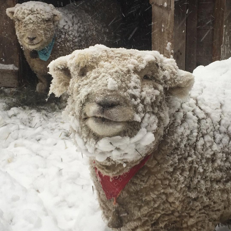 Saturday Farm Instagram Post