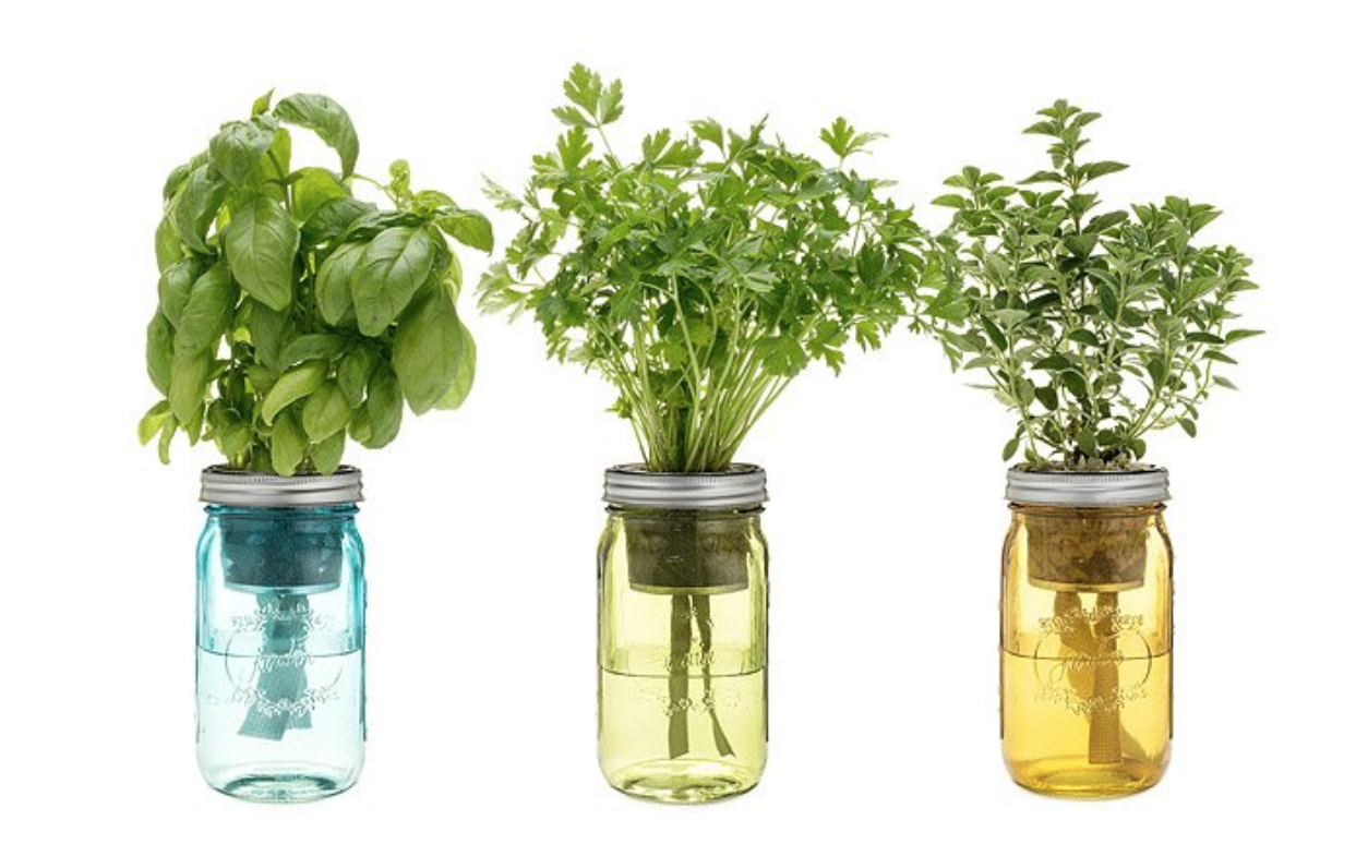 mason jar plants 