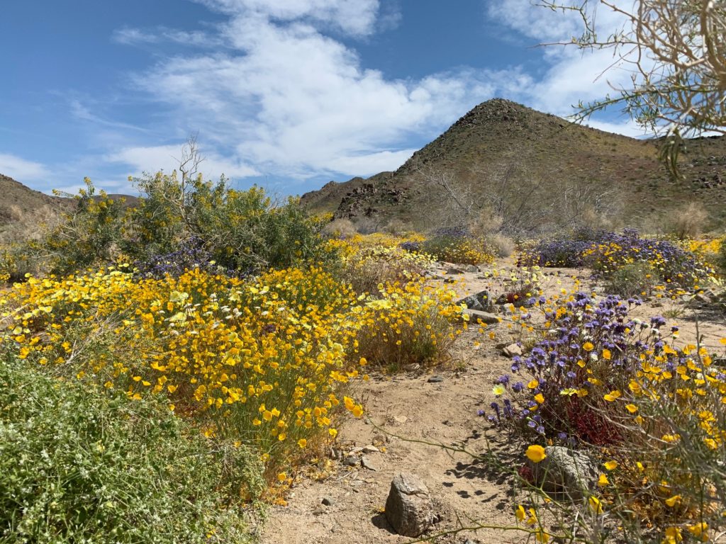 joshua tree national park