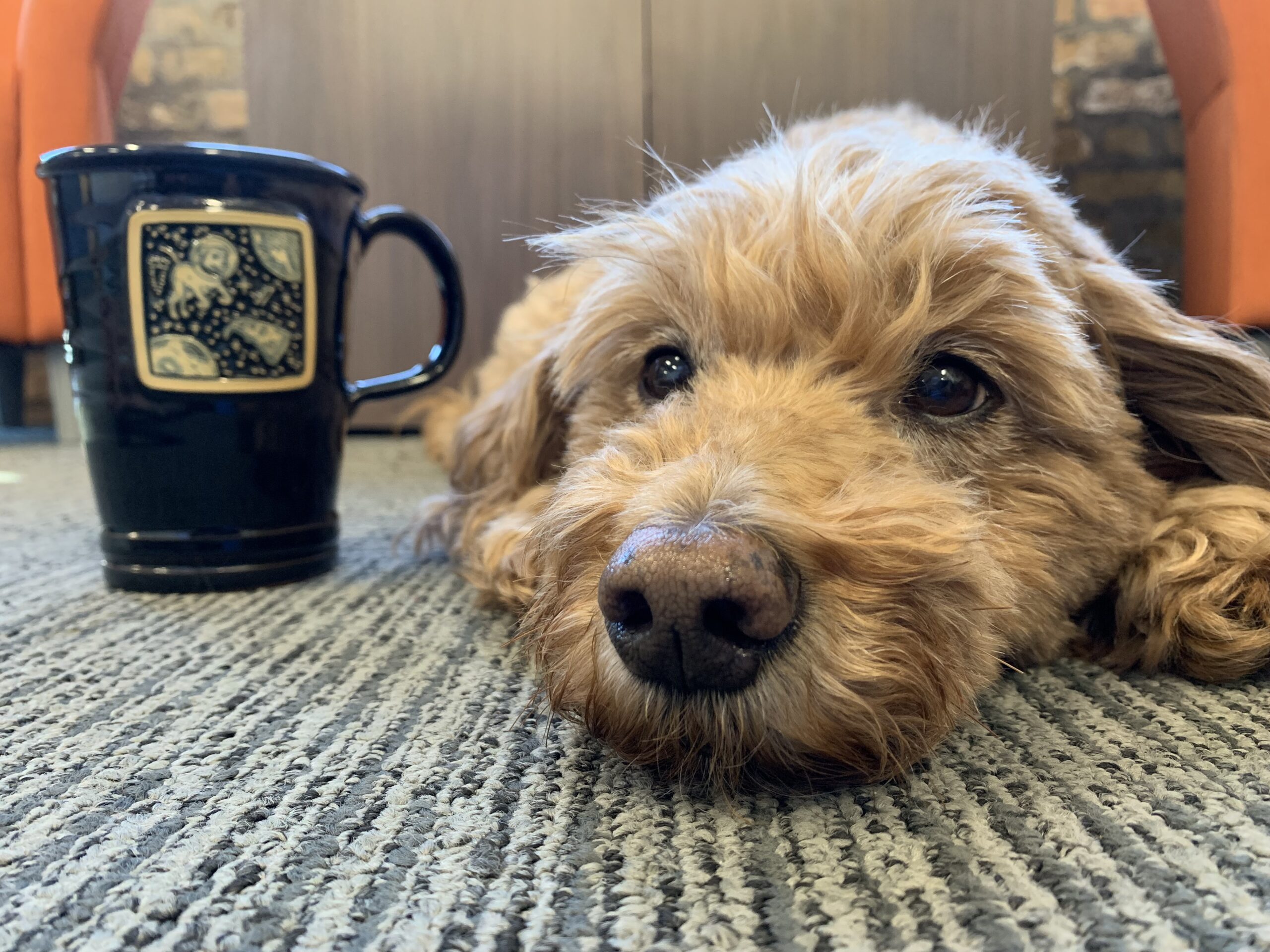 olive and space pizza dog mug 