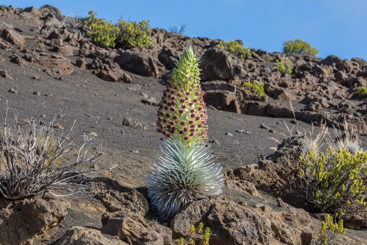 silver sword plant 