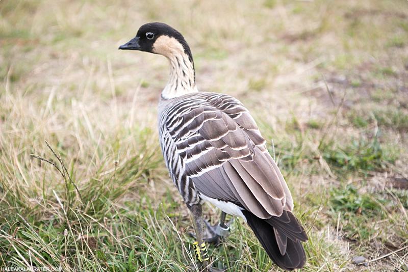 nene goose