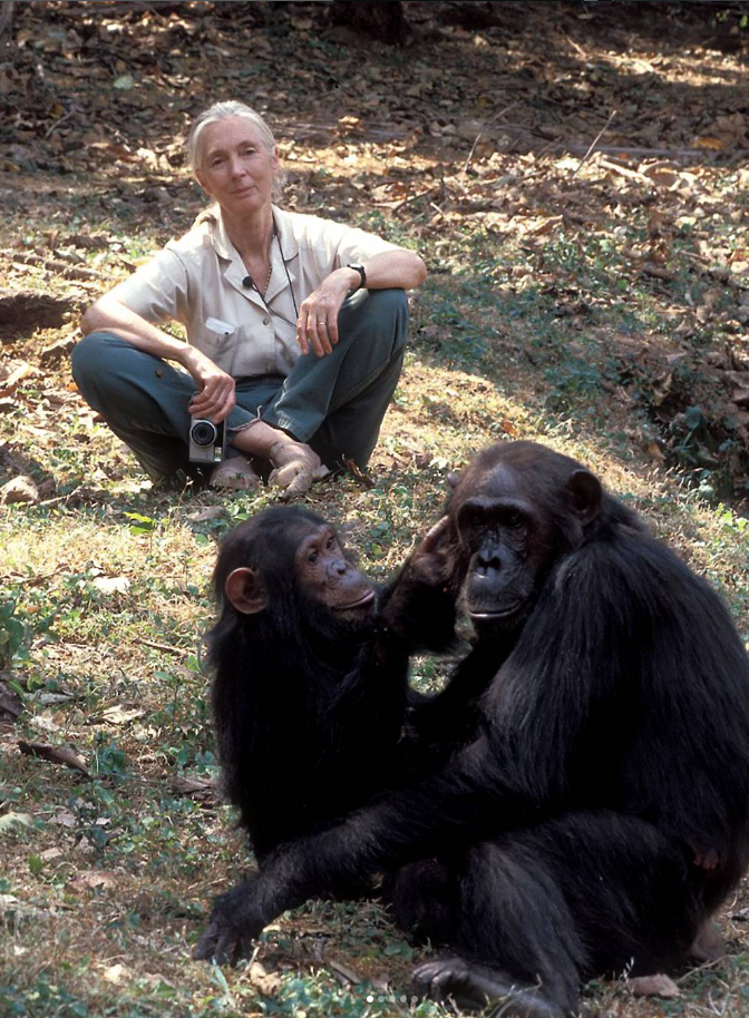 Jane Goodall with monkeys 